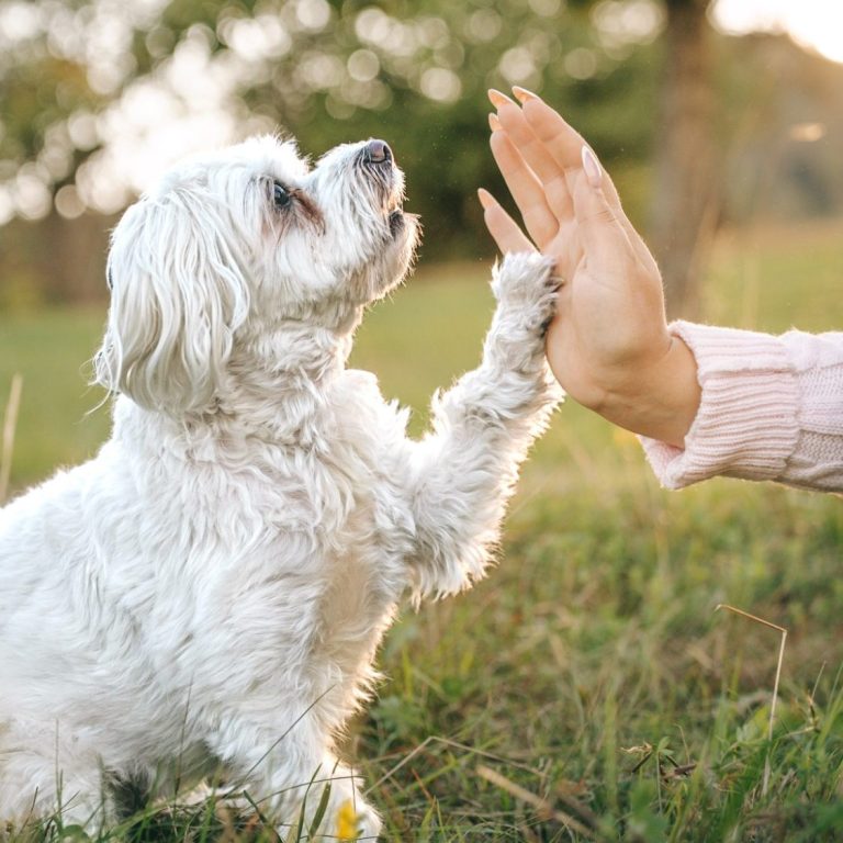 Hundefotografie in Geislingen an der Steige und Göppingen