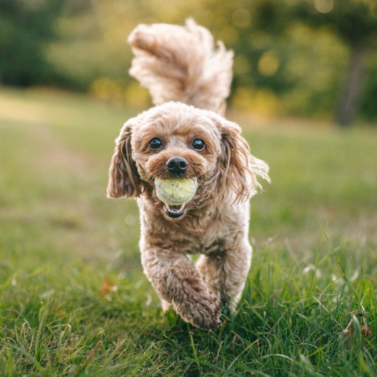 Hundefotografie in Geislingen an der Steige und Göppingen