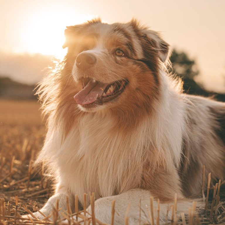 Hundefotografie in Geislingen an der Steige und Göppingen