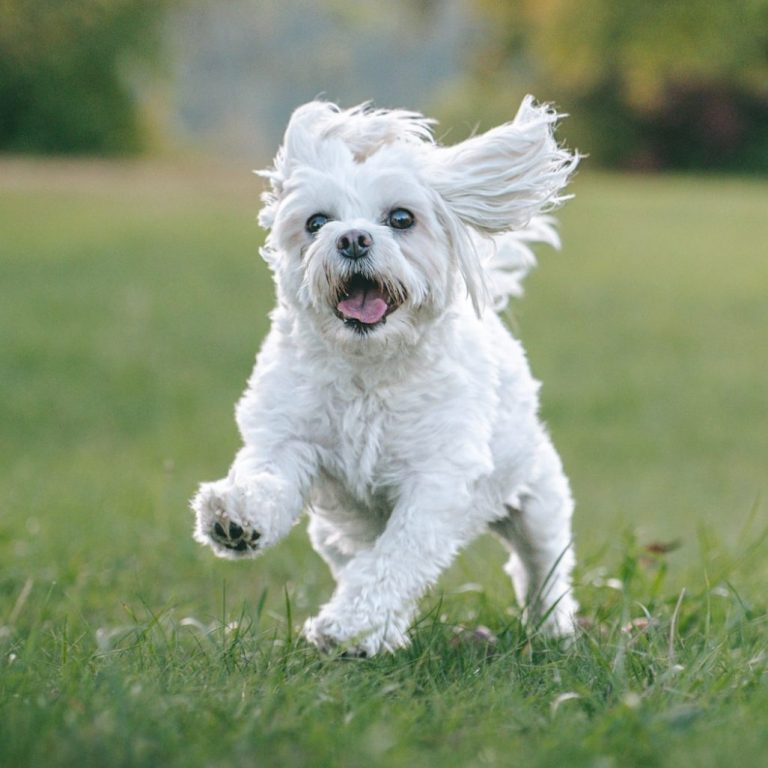 Hundefotografie in Geislingen an der Steige und Göppingen