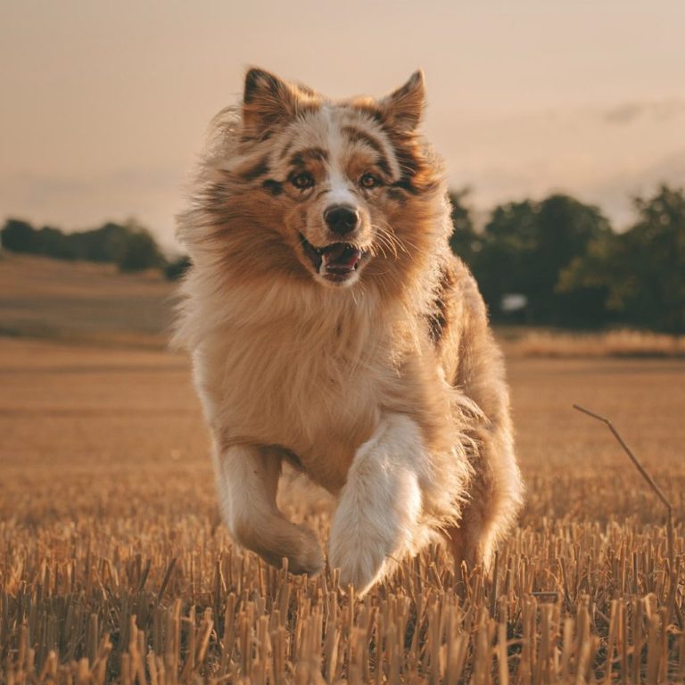 Hundefotografie in Geislingen an der Steige und Göppingen