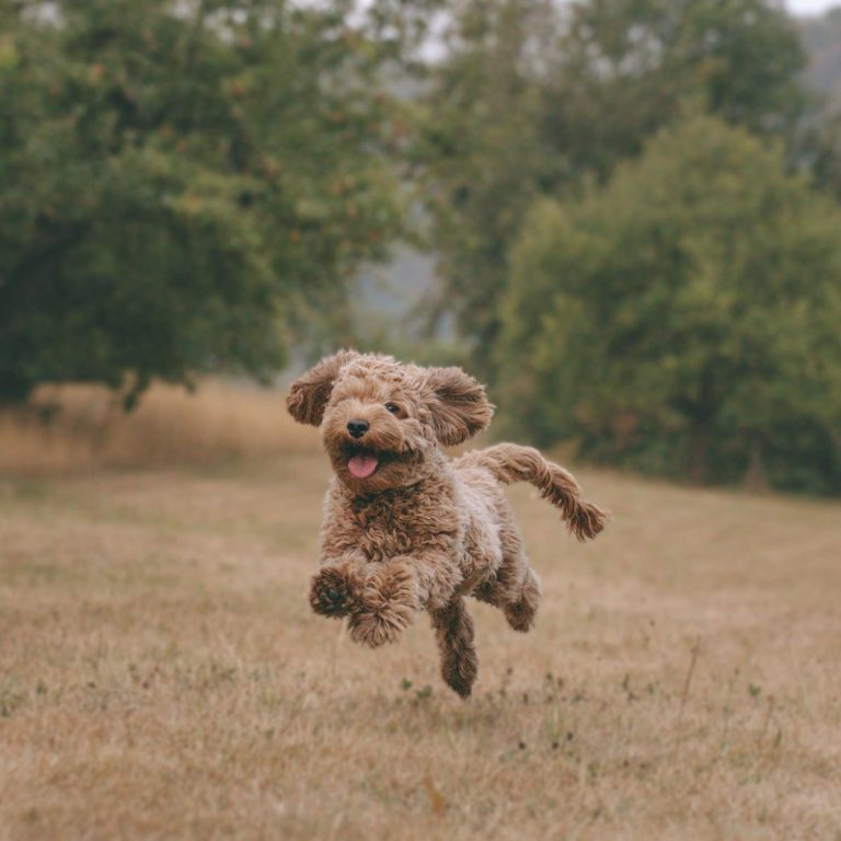 Hundefotografie in Geislingen an der Steige und Göppingen