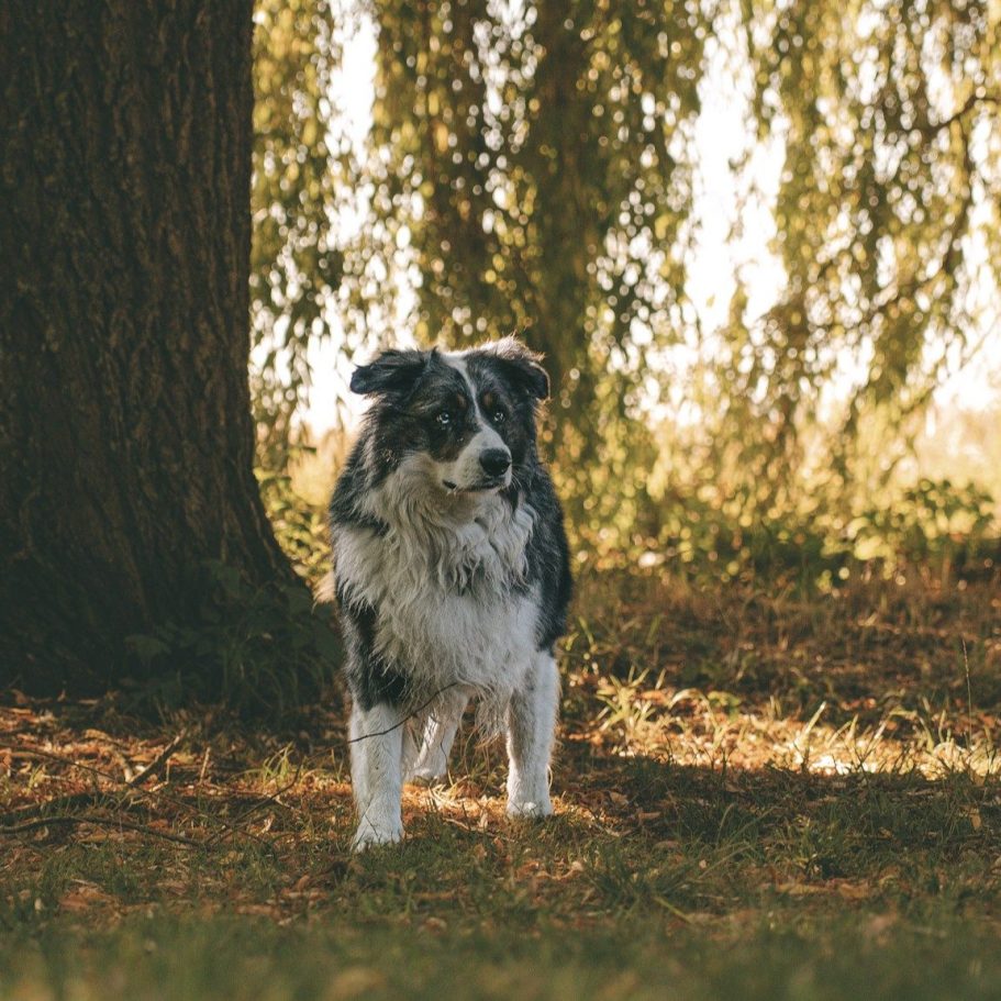 Hundefotografie in Geislingen an der Steige und Göppingen