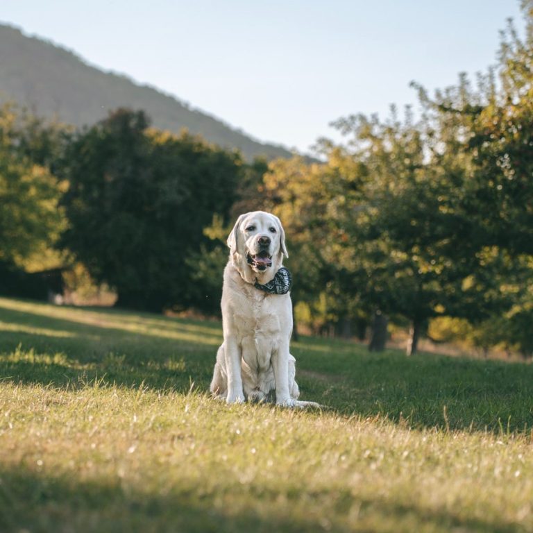 Hundefotografie in Geislingen an der Steige und Göppingen