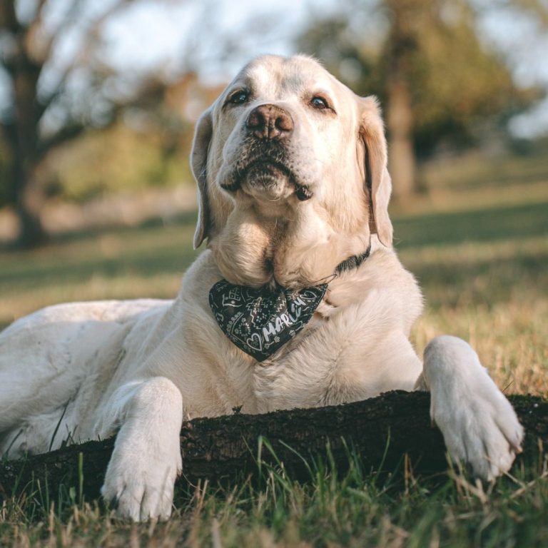 Hundefotografie in Geislingen an der Steige und Göppingen