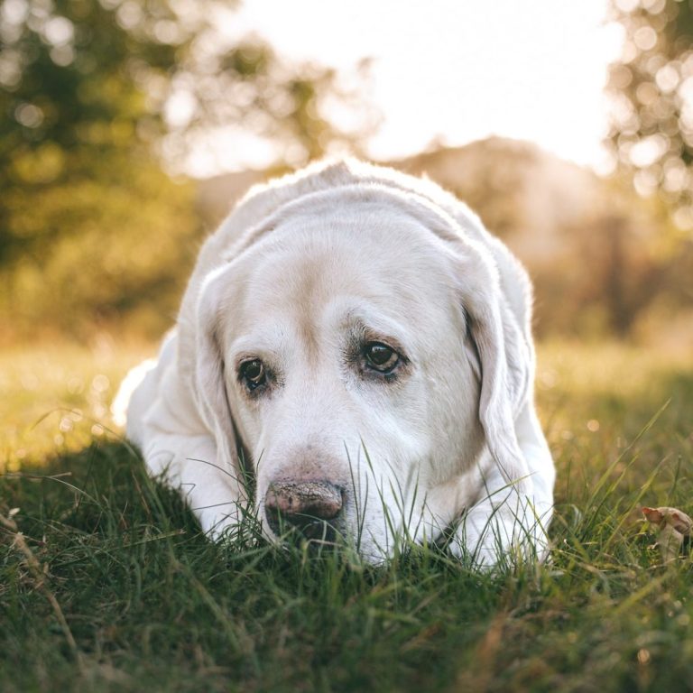 Hundefotografie in Geislingen an der Steige und Göppingen