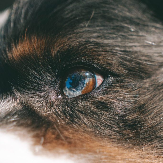 Hundefotografie in Geislingen an der Steige und Göppingen