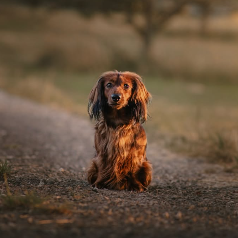 Hundefotografie in Geislingen an der Steige und Göppingen