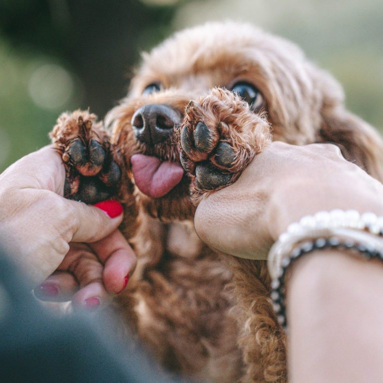 Hundefotografie in Geislingen an der Steige und Göppingen