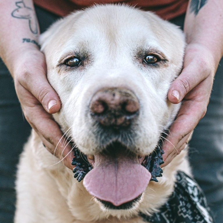 Hundefotografie in Geislingen an der Steige und Göppingen