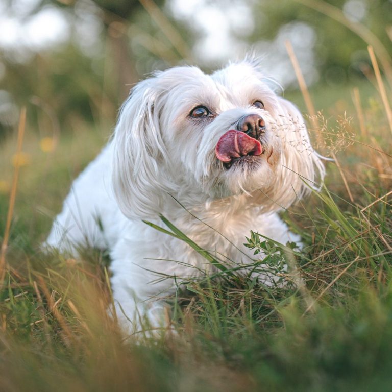 Hundefotografie in Geislingen an der Steige und Göppingen