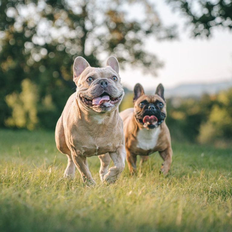 Hundefotografie in Geislingen an der Steige und Göppingen