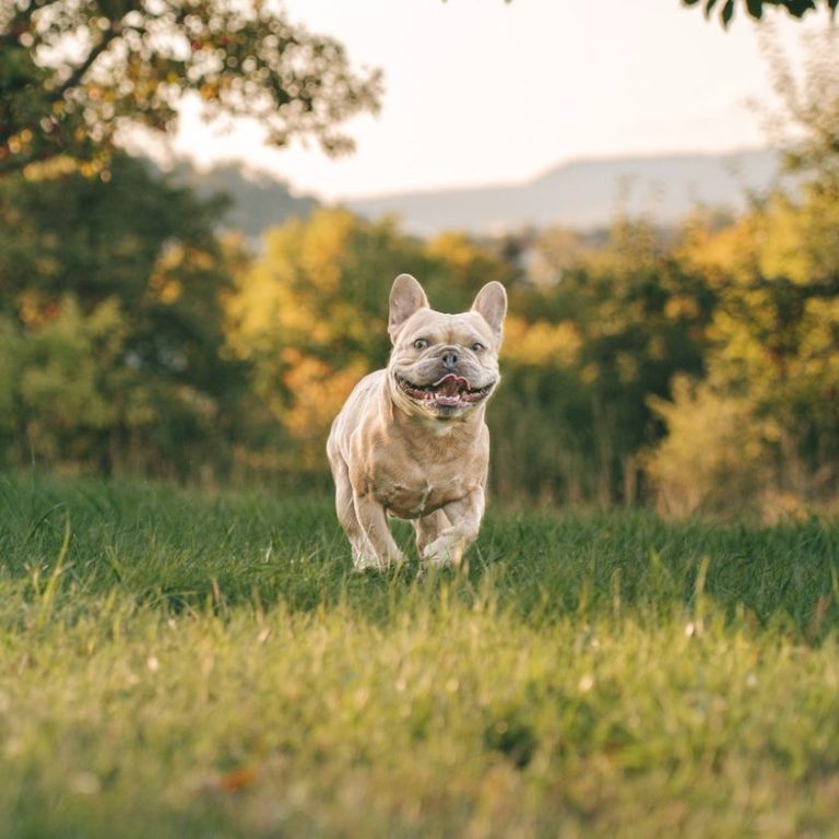 Hundefotografie in Geislingen an der Steige und Göppingen