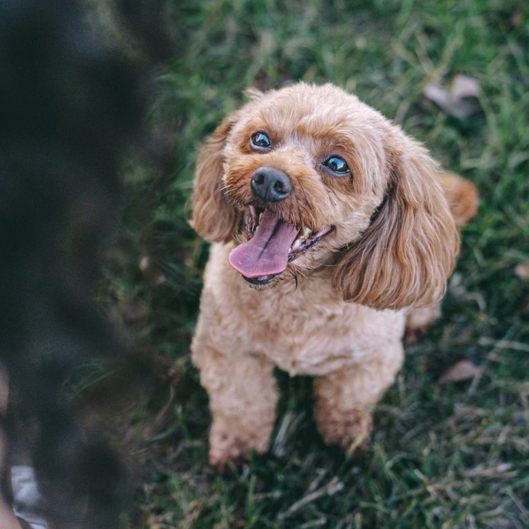 Hundefotografie in Geislingen an der Steige und Göppingen