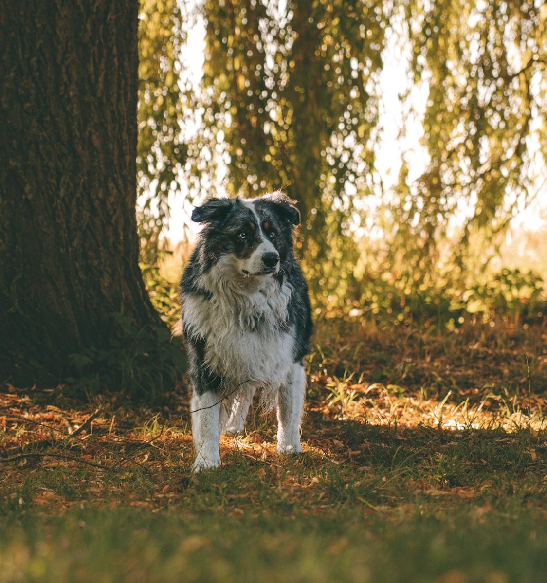 Hundefotografie in Geislingen an der Steige und Göppingen