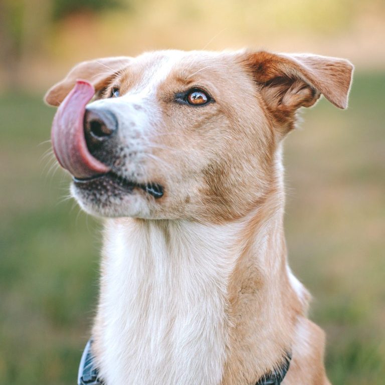 Hundefotografie in Geislingen an der Steige und Göppingen