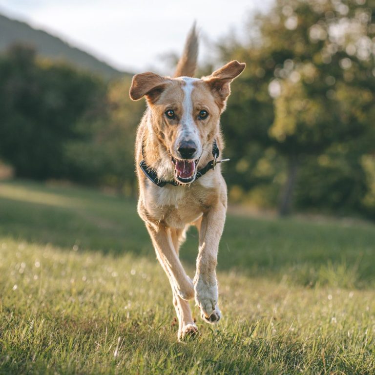 Hundefotografie in Geislingen an der Steige und Göppingen