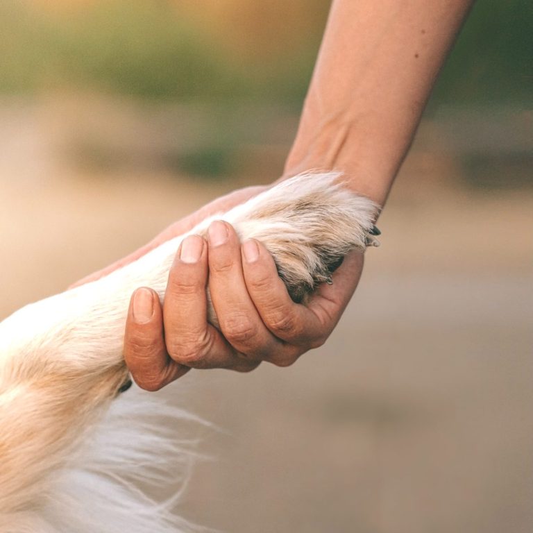 Hundefotografie in Geislingen an der Steige und Göppingen