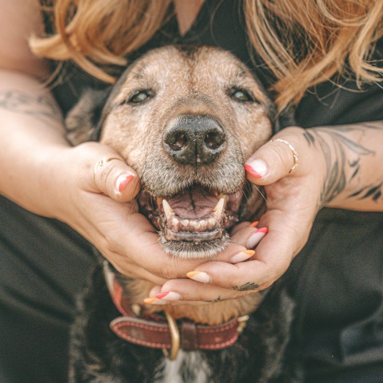 Hundefotografie in Geislingen an der Steige und Göppingen