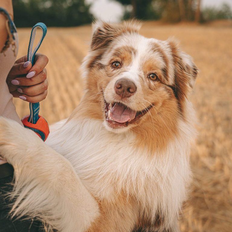 Hundefotografie in Geislingen an der Steige und Göppingen