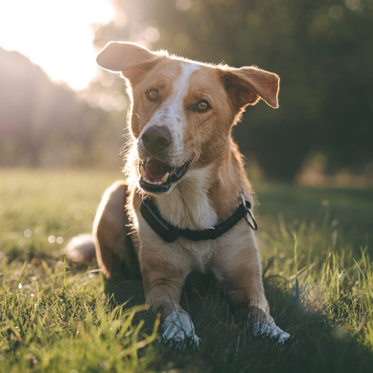 Hundeshooting Gutschein in Geislingen an der Steige und Göppingen