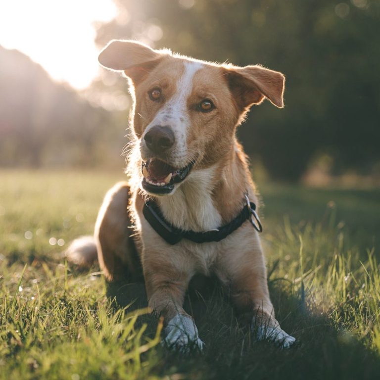 Hundefotografie in Geislingen an der Steige