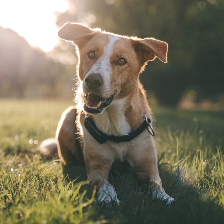 Hundefotografie in Geislingen an der Steige und Göppingen