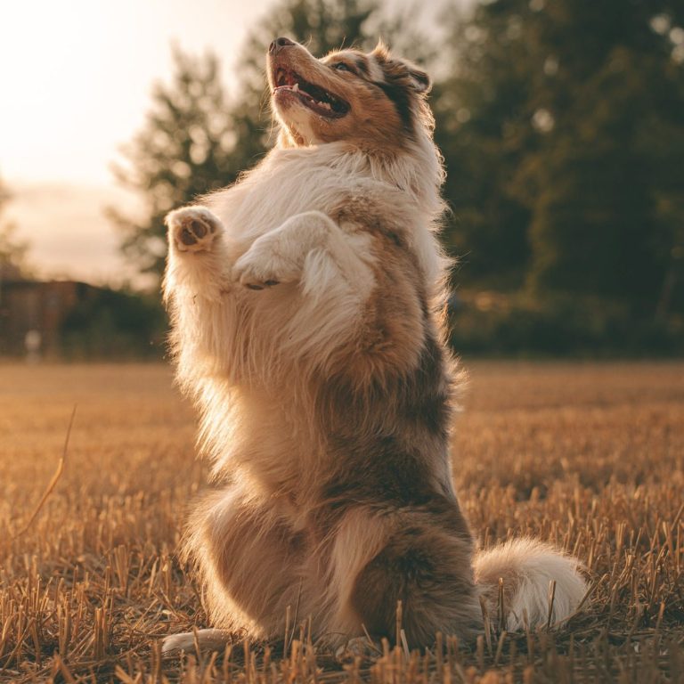 Hundefotografie in Geislingen an der Steige und Göppingen