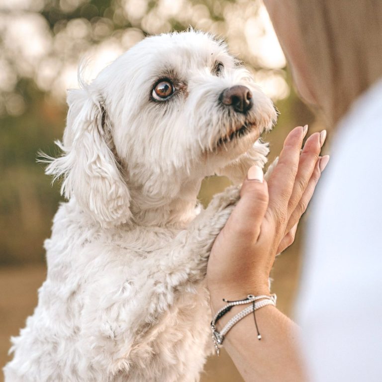 Hundefotografie in Geislingen an der Steige und Göppingen