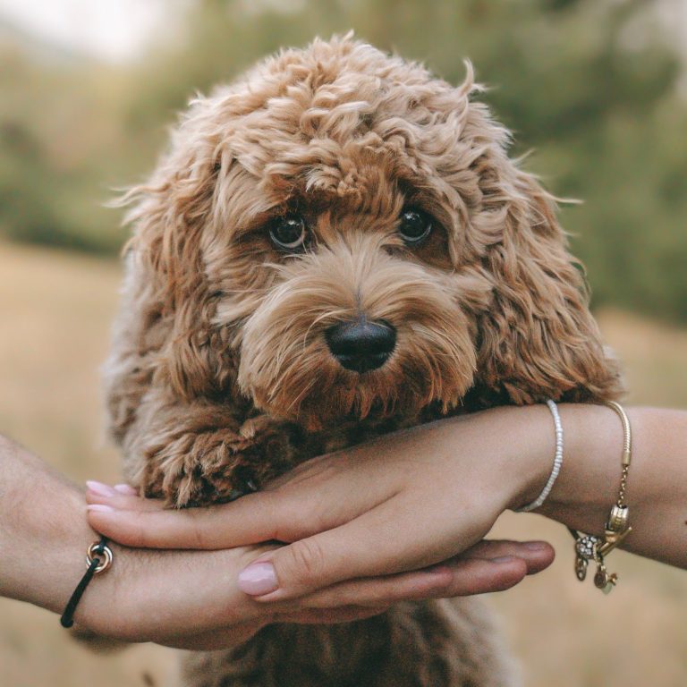 Hundefotografie in Geislingen an der Steige und Göppingen