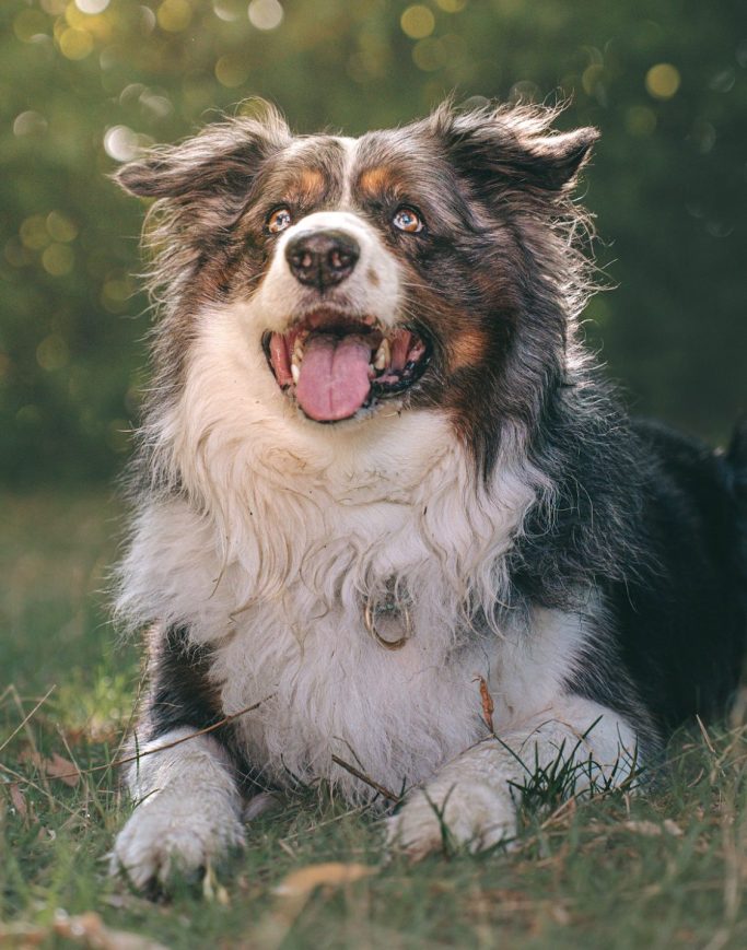 Hundefotografie in Geislingen an der Steige und Göppingen