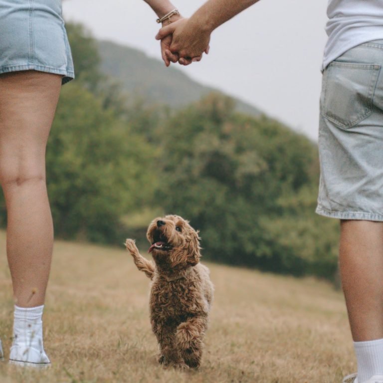 Hundefotografie in Geislingen an der Steige und Göppingen