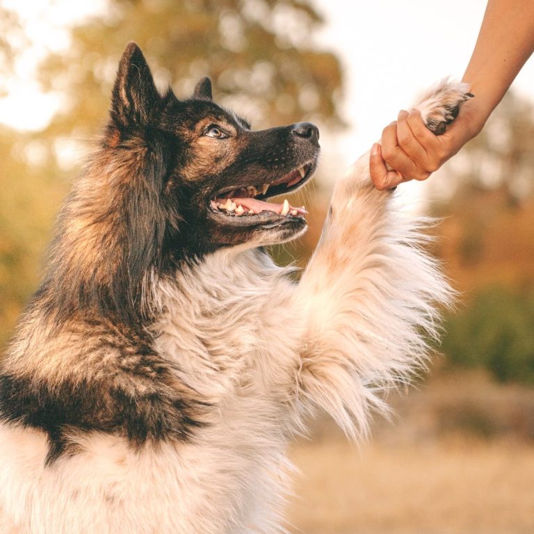 Hundefotografie in Geislingen an der Steige und Göppingen