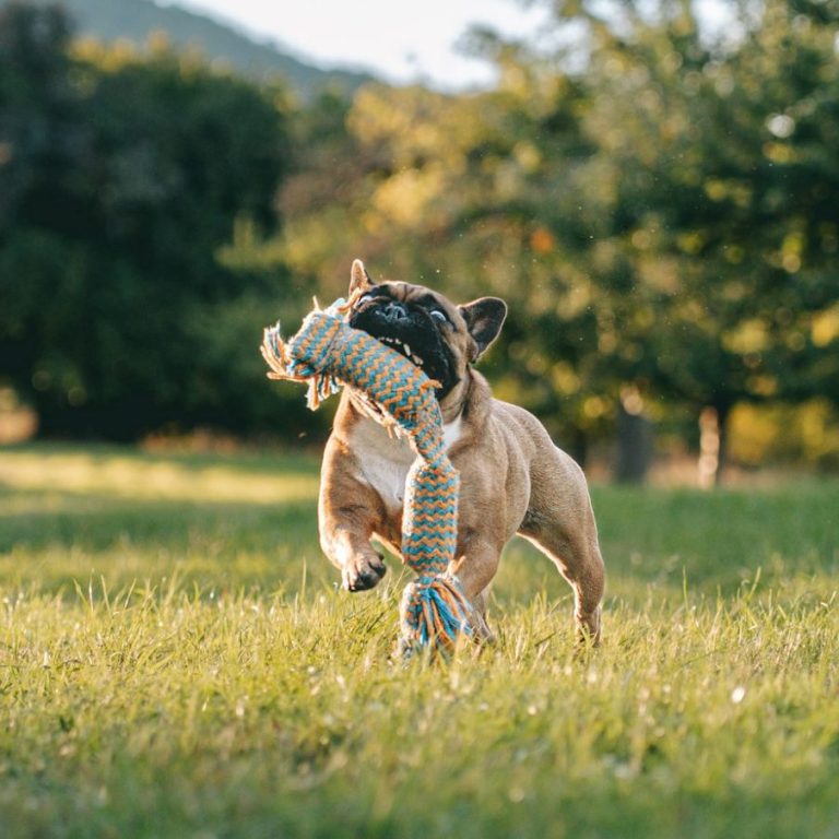 Hundefotografie in Geislingen an der Steige und Göppingen