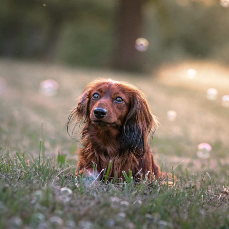 Hundefotografie in Geislingen an der Steige und Göppingen
