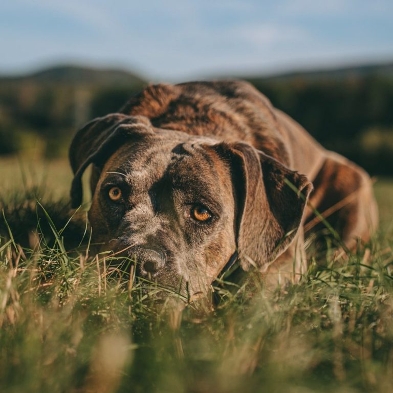 Hundeshooting in Geislingen an der Steige und Göppingen