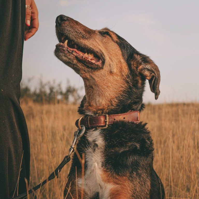 Hundefotografie in Geislingen an der Steige und Göppingen