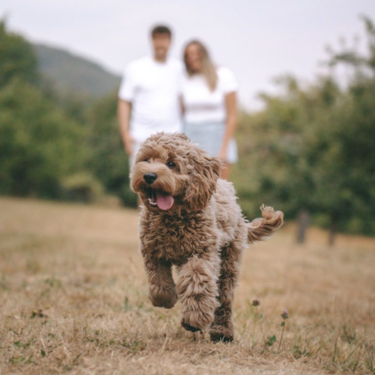 Hundefotografie in Geislingen an der Steige und Göppingen