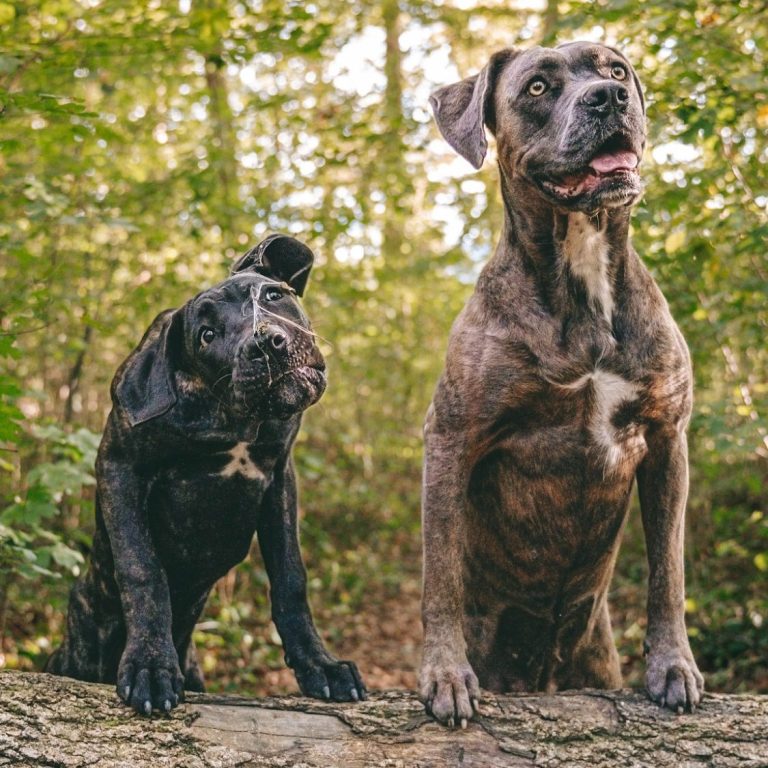 Hundeshooting in Geislingen an der Steige und Göppingen