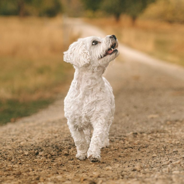Hundefotografie in Geislingen an der Steige und Göppingen
