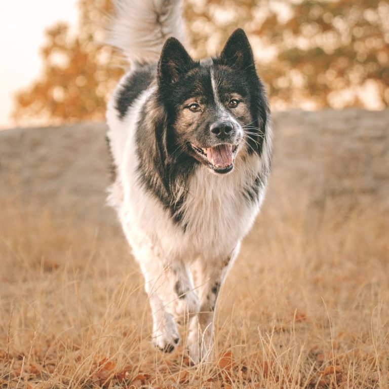 Hundefotografie in Geislingen an der Steige und Göppingen