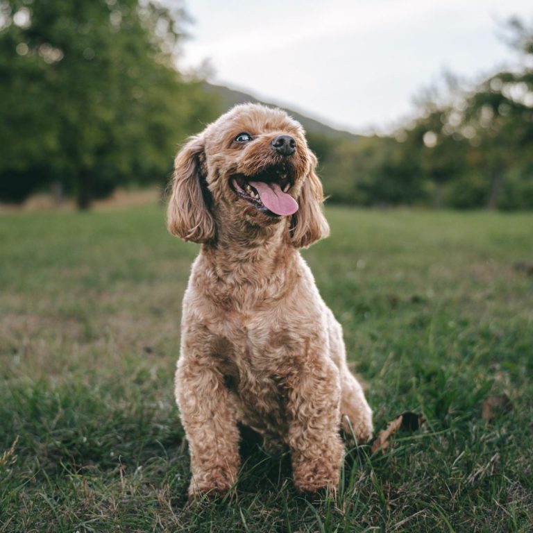 Hundefotografie in Geislingen an der Steige und Göppingen