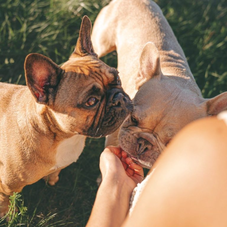 Hundefotografie in Geislingen an der Steige und Göppingen
